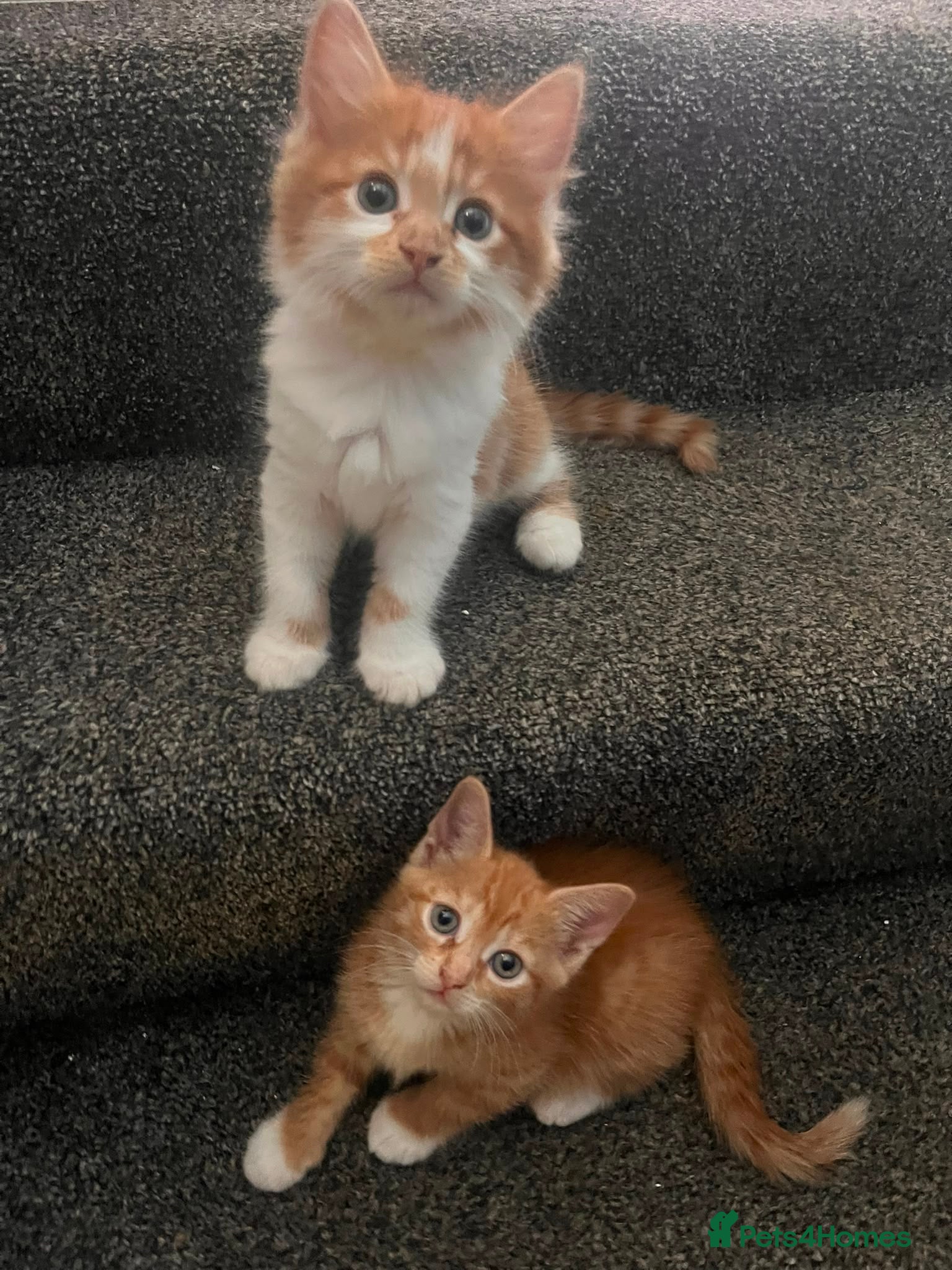 British Shorthair cats Beautiful ginger kittens  - Advert 17