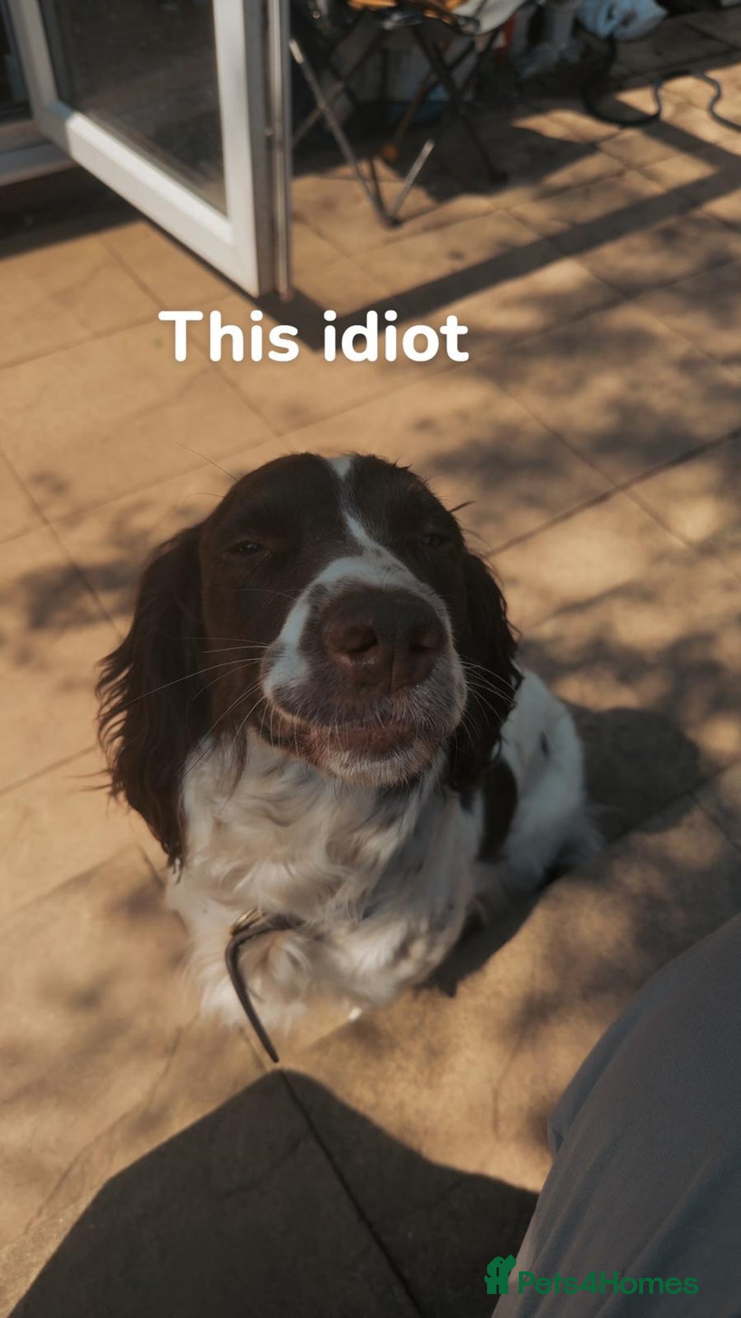 English Springer Spaniel dogs for sale: KC English Springer Spaniel Pups  - Advert 4