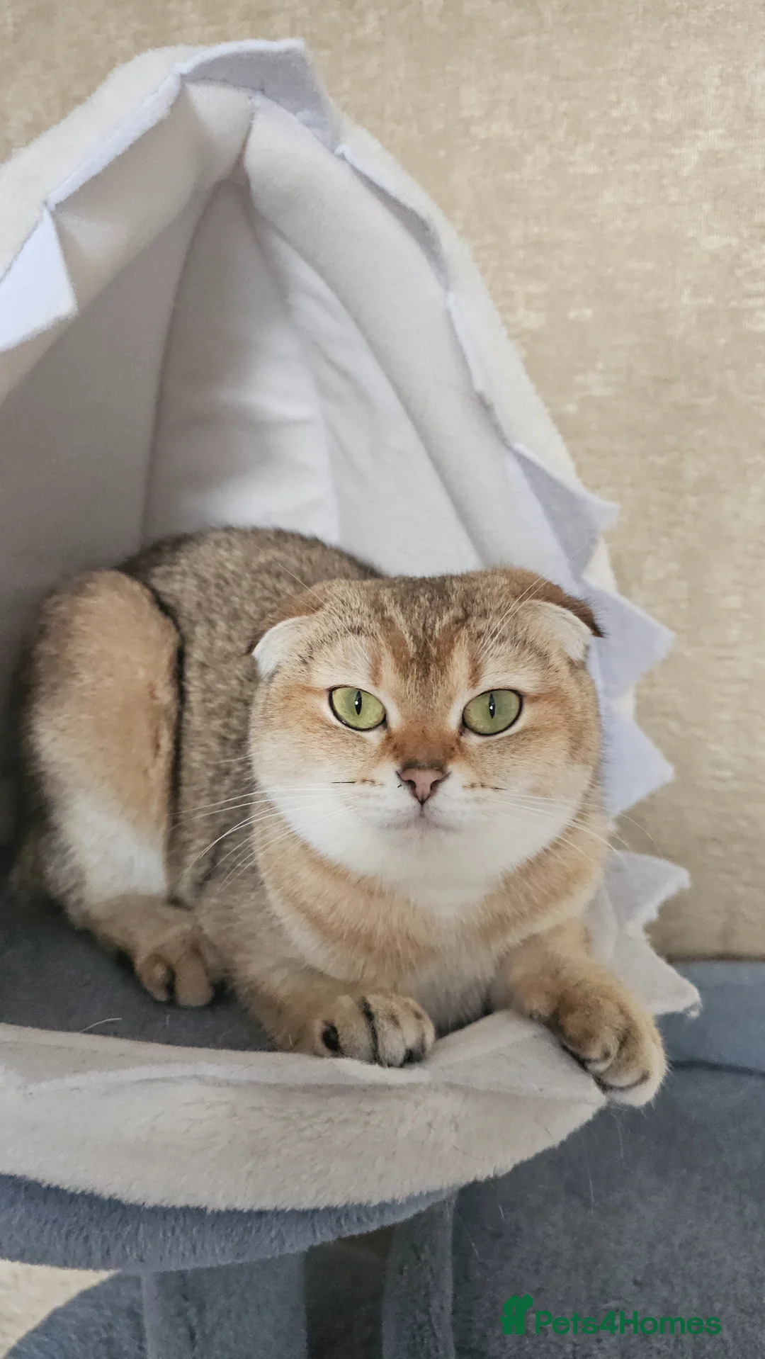 Scottish Fold cats for sale: TICA Reg😼Scottish Fold & Straight kittens😼 - Advert 17