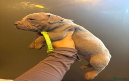 American Bully dogs for sale: ABKC Pocket Bully’s  - Image 15