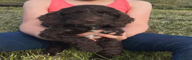 Cockapoo Puppy 1