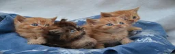 Persian cats for sale: Adorable Persian Kittens! in Edinburgh - Advert 10