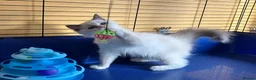 Ragdoll cats for sale: GCCF Сhampion Bloodline Ragdoll 5 GenPedigree 🏆🌟 - Advert 13