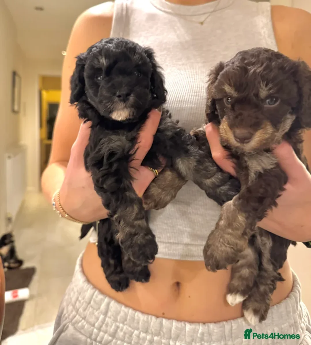 Maltipoo dogs for sale: Adorable black Maltipoo puppy - last girl   - Advert 4