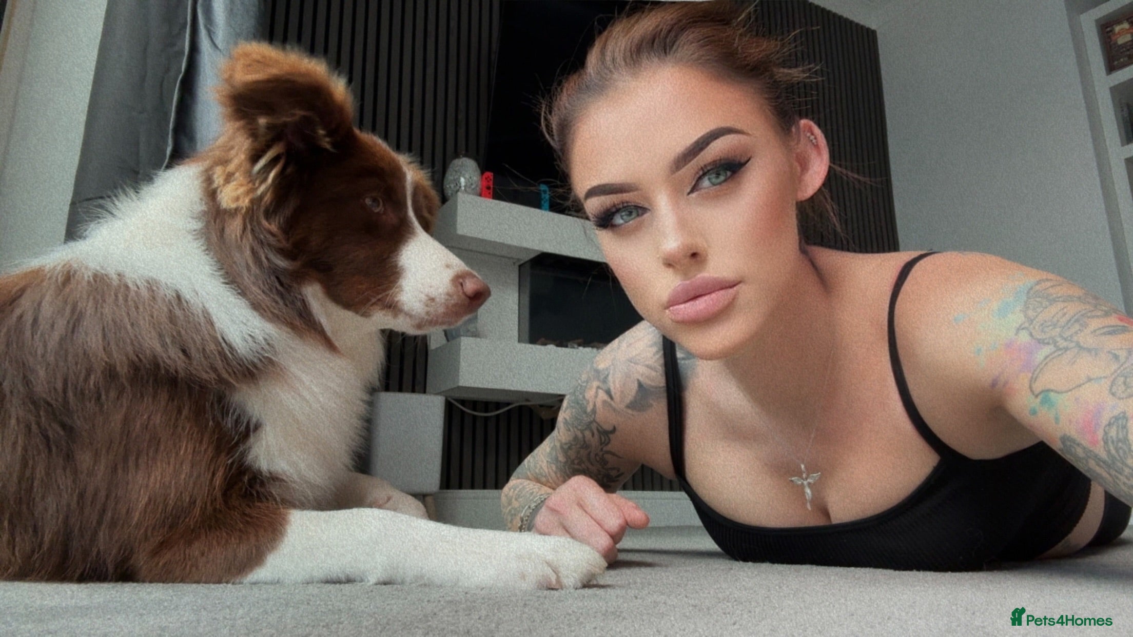 Border Collie dogs Red Border Collie For Stud - Advert 1