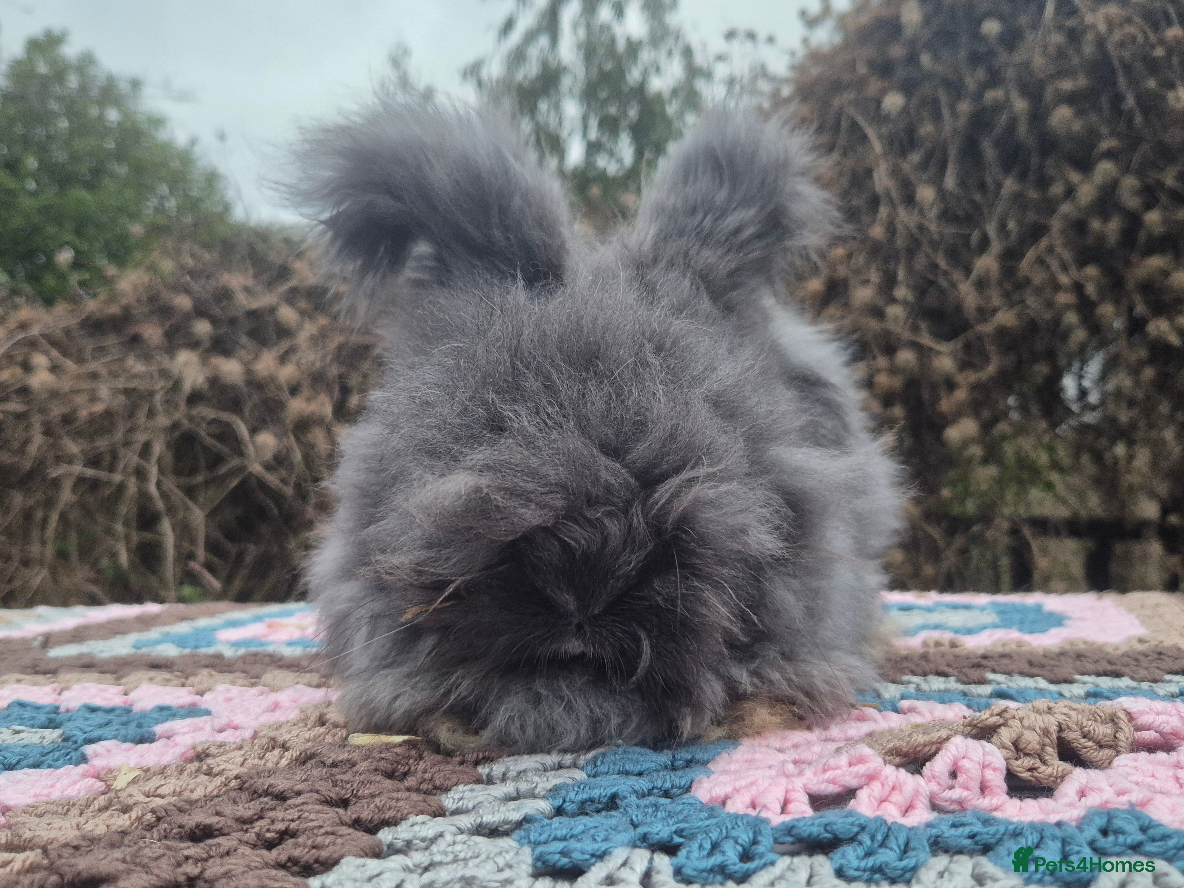 Angora rabbits 🖤 BOYS READY NOW- FULL FACED ANGORA 🖤 - Advert 2