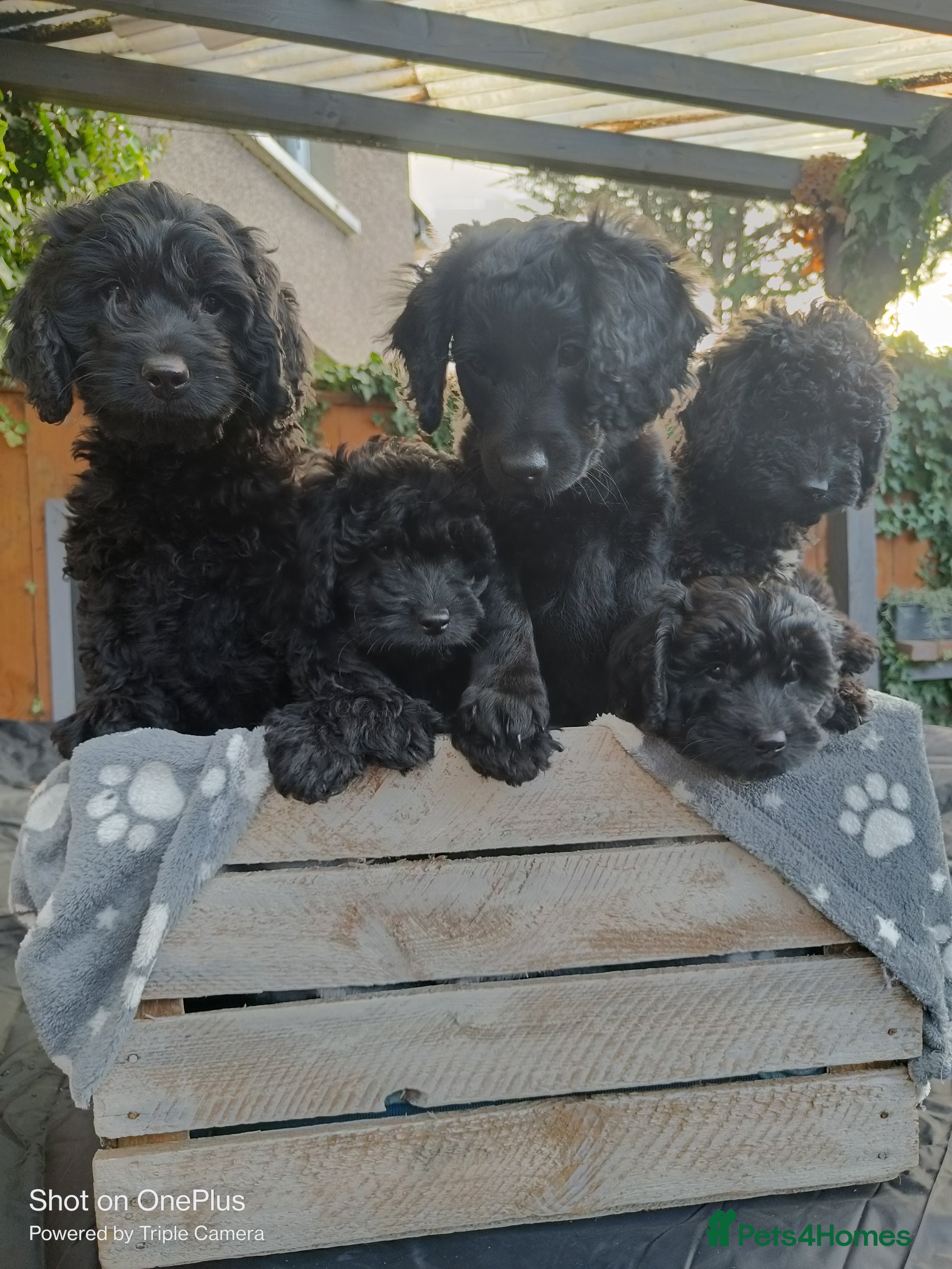 Cockapoo dogs Lovely cockapo puppies Only ONE girl left!  - Advert 8