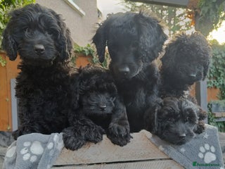 Cockapoo dogs Lovely cockapo puppies - Advert 17