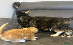 British Shorthair cats for sale: Stunning kittens available  - Image 27