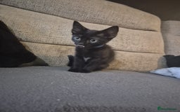 Mixed Breed cats for sale: Adorable black kittens for sale  - Image 18