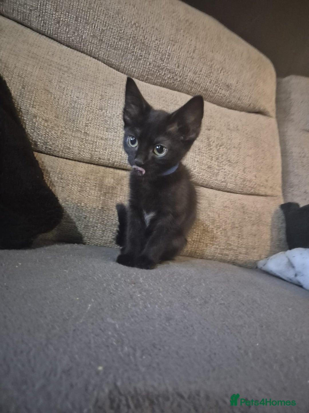 Mixed Breed cats for sale: Adorable black kittens for sale  - Image 18