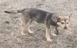 Mixed Breed dogs for adoption: 🐺 WOLFIE – A Brave Soul Ready for a New Life 🖤 - Advert 6