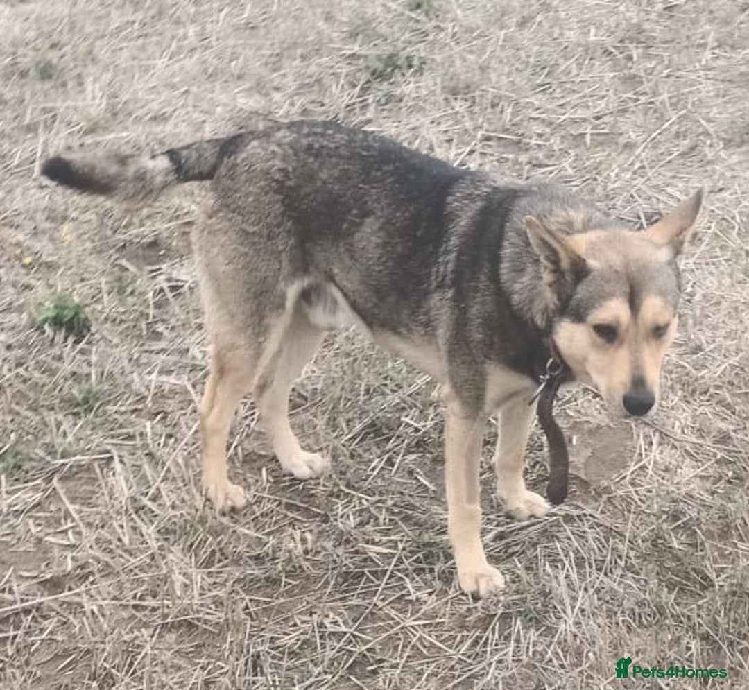 Mixed Breed dogs for adoption: 🐺 WOLFIE – A Brave Soul Ready for a New Life 🖤 - Advert 6