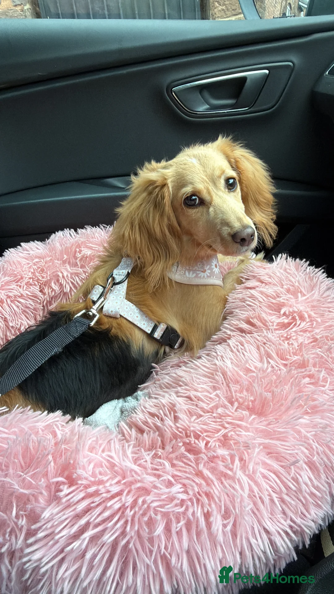 Mixed Breed dogs for sale: 8 month old cockapoo - Advert 2