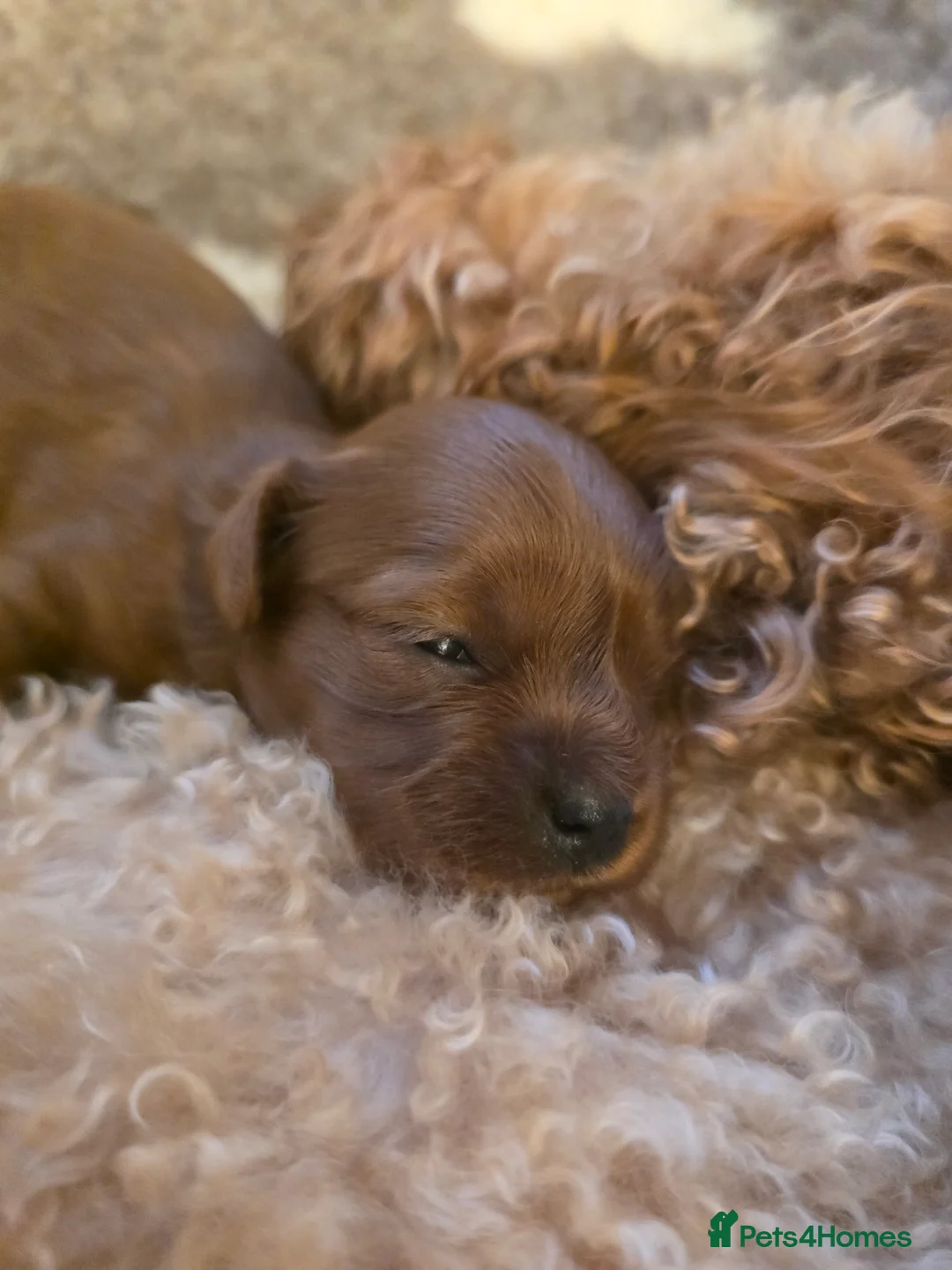 Cavapoo dogs for sale: Small F2 Cavapoo Puppies – Family Raised - Advert 2