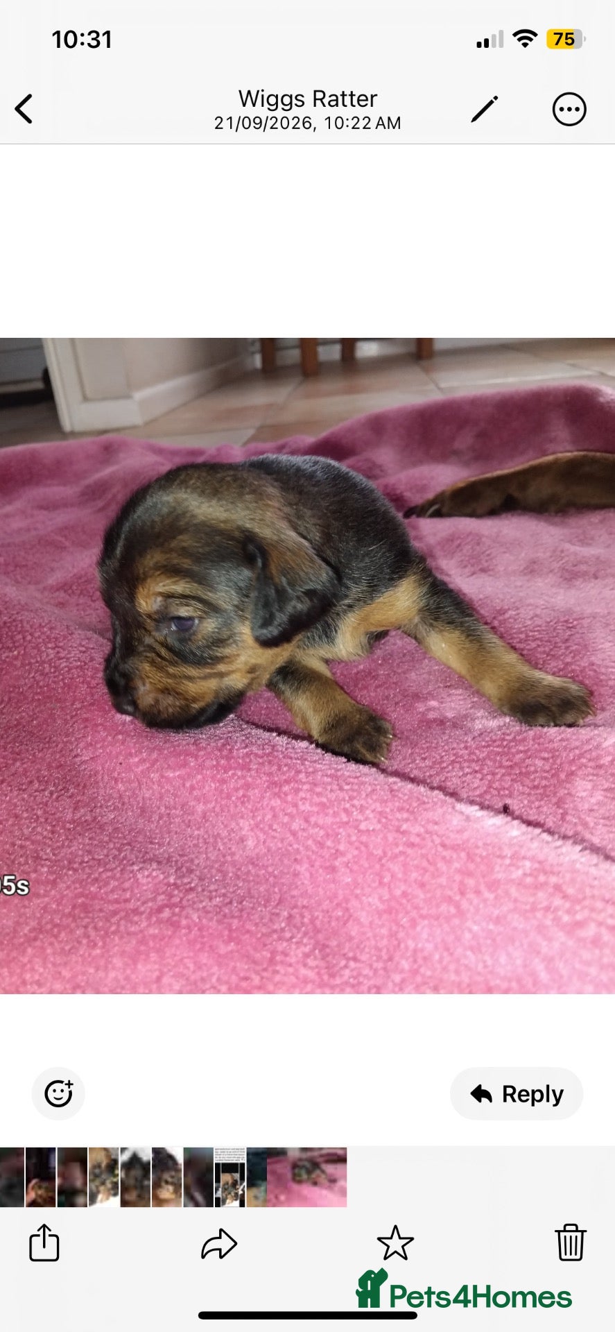 Mixed Breed dogs Patterdale/lakeland - Advert 1