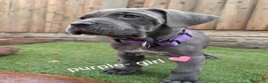 Cane Corso 10