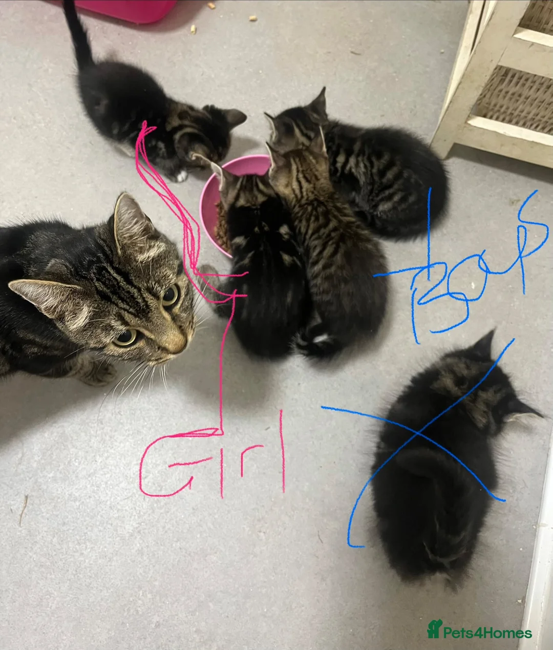 Mixed Breed cats for sale: Bengal x tabby  - Advert 11