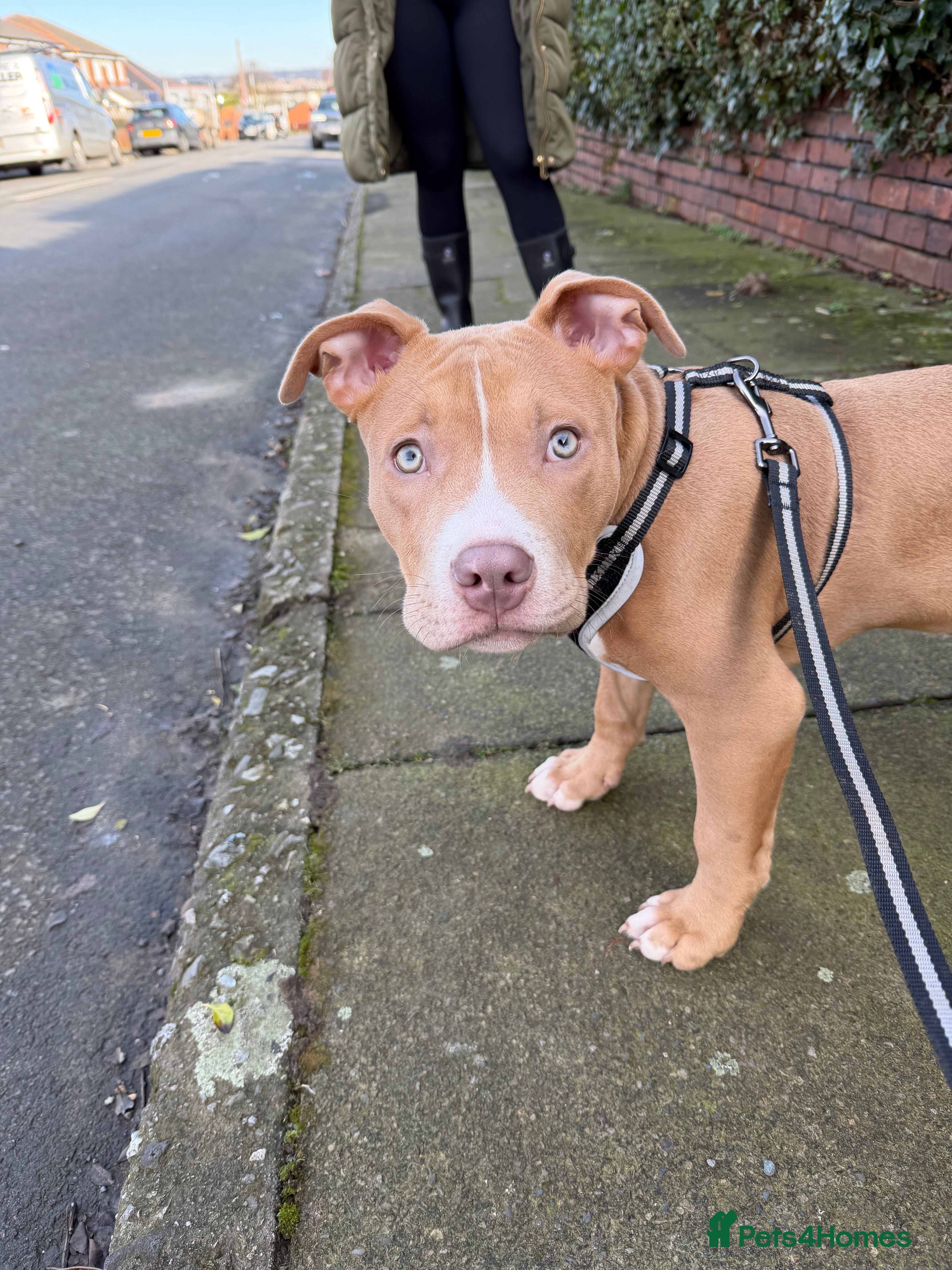 Staffordshire Bull Terrier dogs Male staffy  - Advert 6