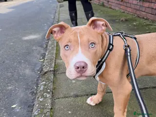 Staffordshire Bull Terrier dogs Male staffy - Advert 6