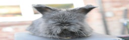 Angora rabbits for sale: French Imported Pedigree English Angoras - Advert 4