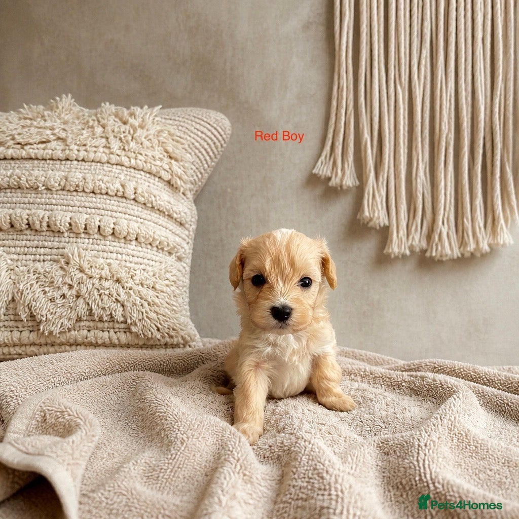 Maltipoo dogs 5 Wonderful pups looking. for forever home - Advert 2