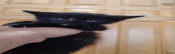 Mixed Breed cats for sale: British shorthair mixed kittens.  - Advert 4