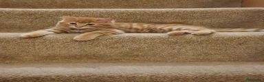 Ginger Male Kitten