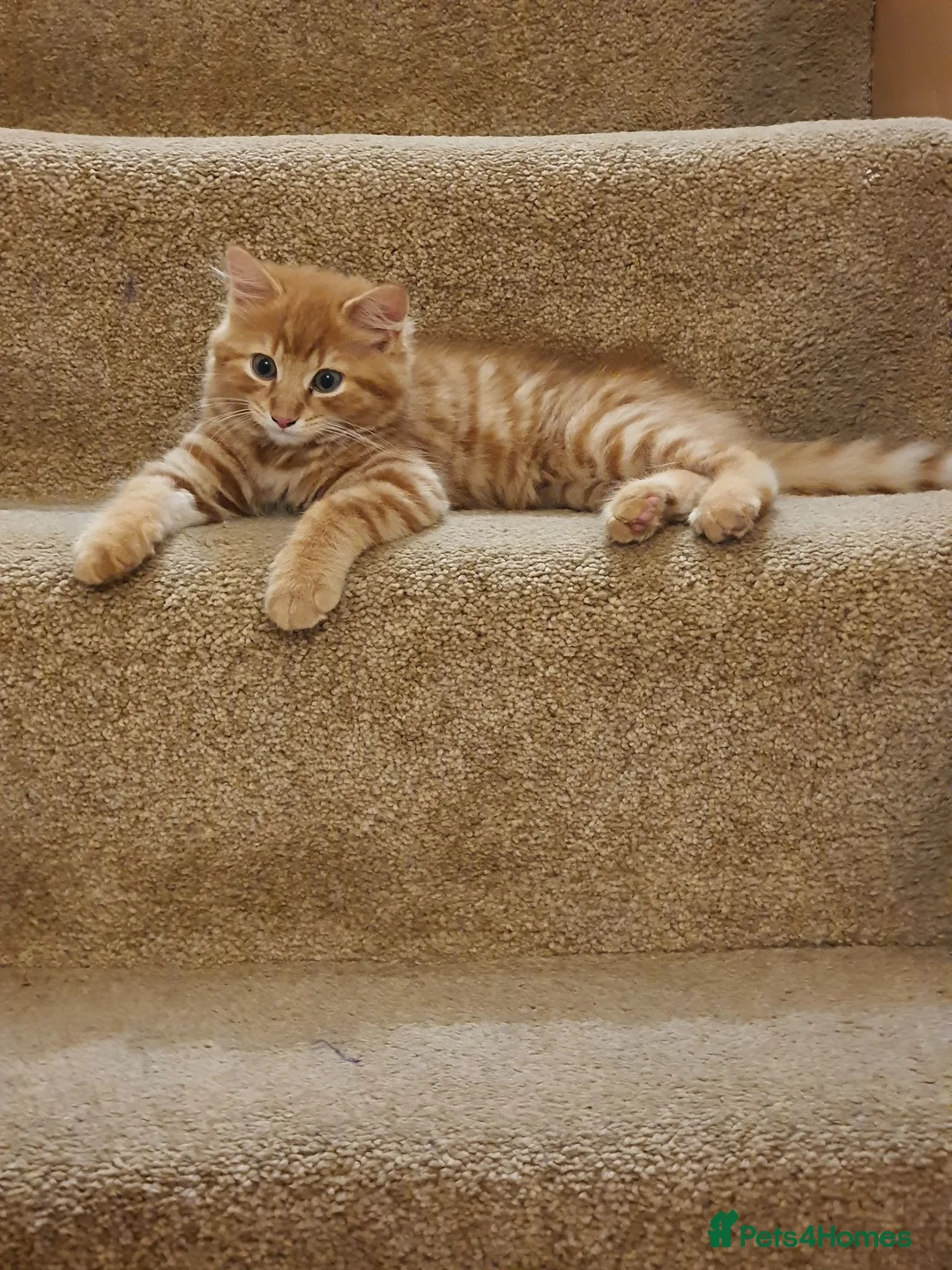 Mixed Breed cats for sale: Adorable Ginger Male Kitten in Bolton - Advert 1