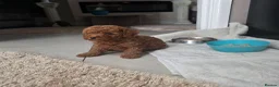 Toy Poodle dogs for sale: Toy poodle - Advert 3