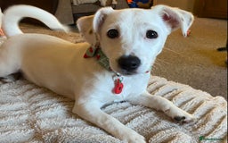 Jack Russell dogs for sale: Beautiful 18 month old Female jack russel - Advert 1