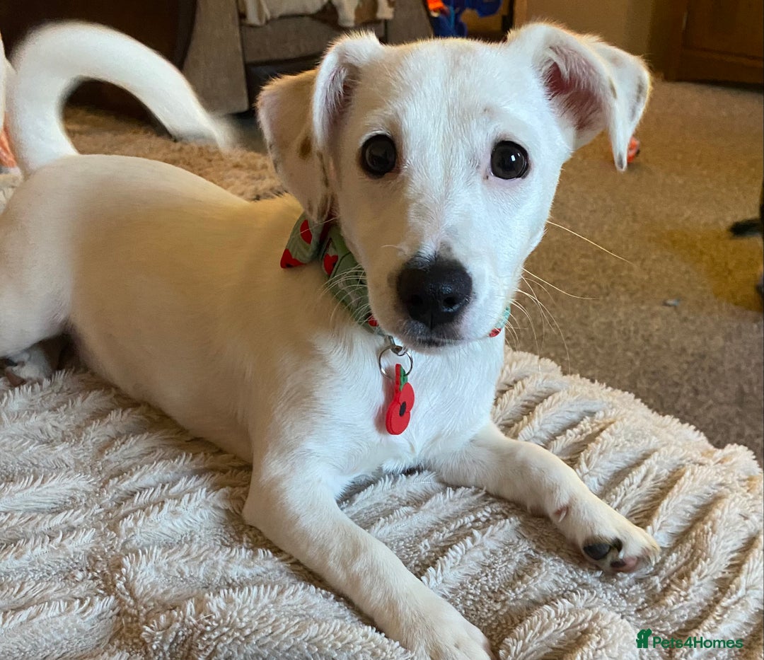 Jack Russell dogs for sale: Beautiful 18 month old Female jack russel - Advert 1