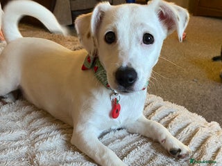 Jack Russell dogs Beautiful 18 month old Female jack russel - Advert 2