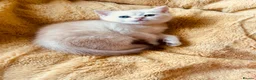 Scottish Fold cats for sale:  Kittens Ready for Their Forever Homes - Advert 29