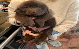Newfoundland dogs for sale: 🐾 Beautiful Chocolate Newfoundland Puppy (LAST 1) - Image 3