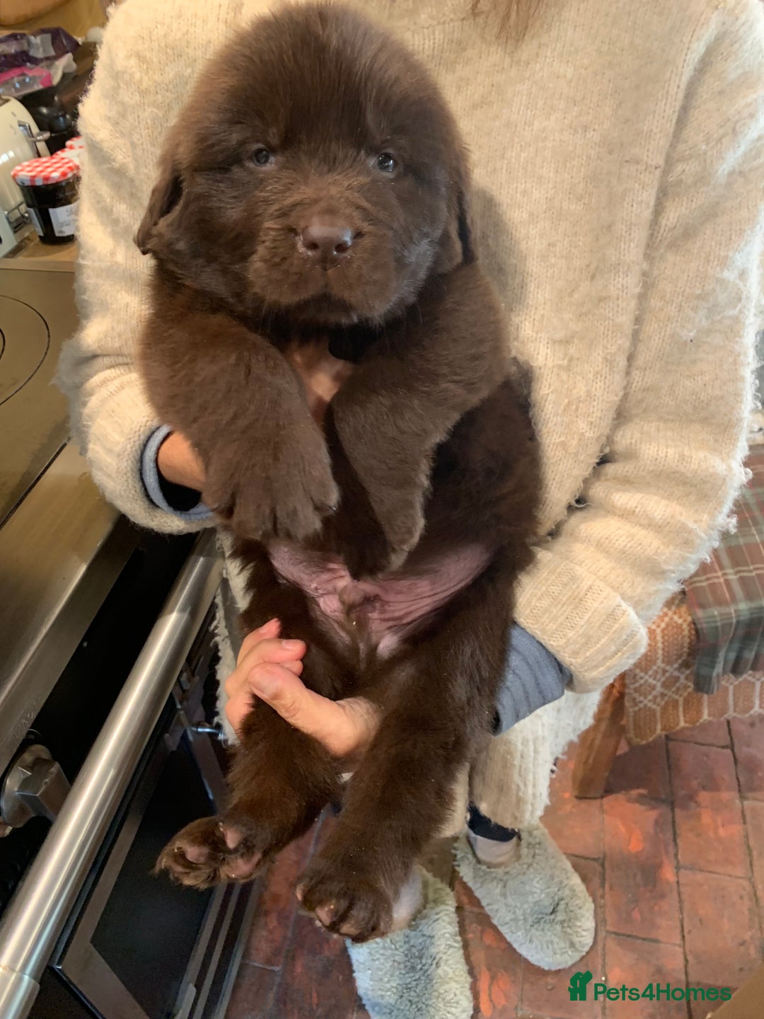 Newfoundland dogs for sale: 🐾 Beautiful Chocolate Newfoundland Puppy (LAST 1) - Image 3