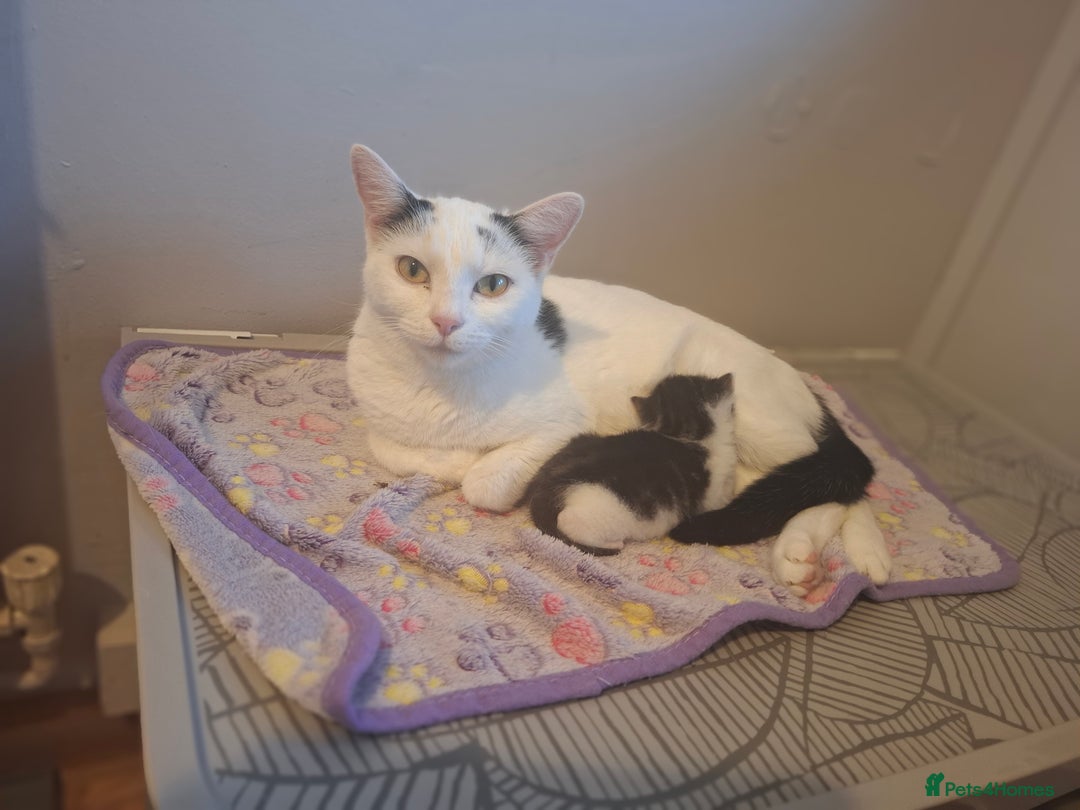 Mixed Breed cats for sale: Single kitten  - Advert 15