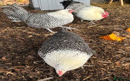 Chickens poultry for sale: Silver death later breeding group  - Advert 3