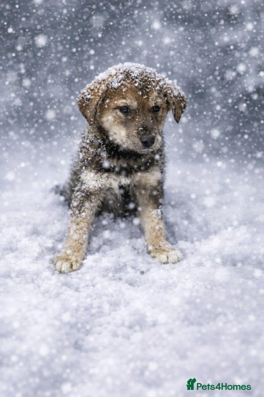 Siberian Husky dogs for sale: 🥰 ADORABLE HUSKY PUPPIES 🐶  - Advert 2