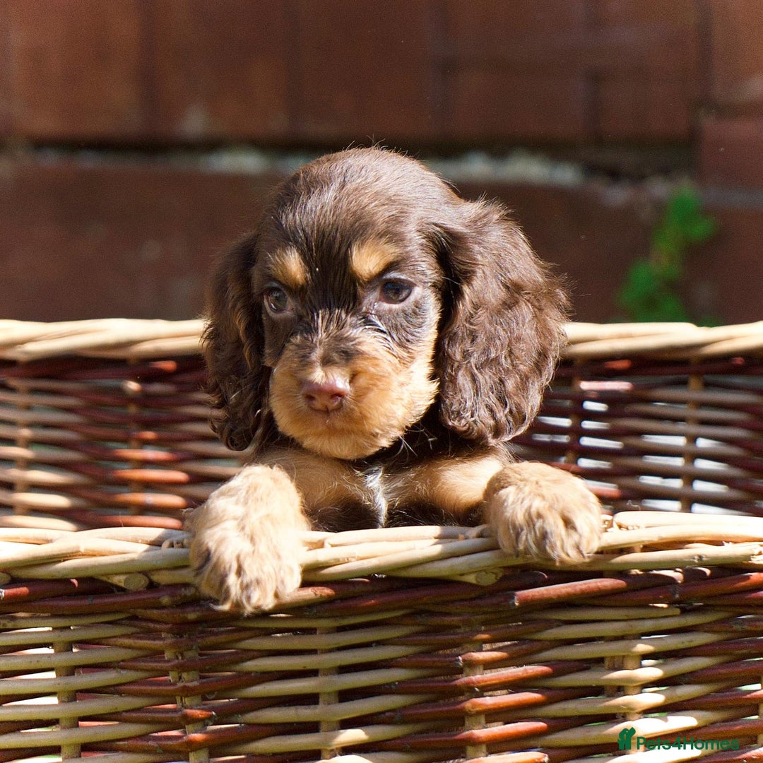 Cocker Spaniel dogs for sale: Beautiful KC Registered Cocker Spaniel Puppies  - Image 14