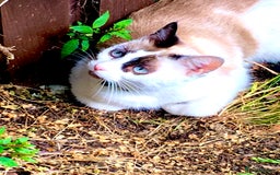 Snowshoe cats for sale: Snowshoe cross kittens for sale - Image 6