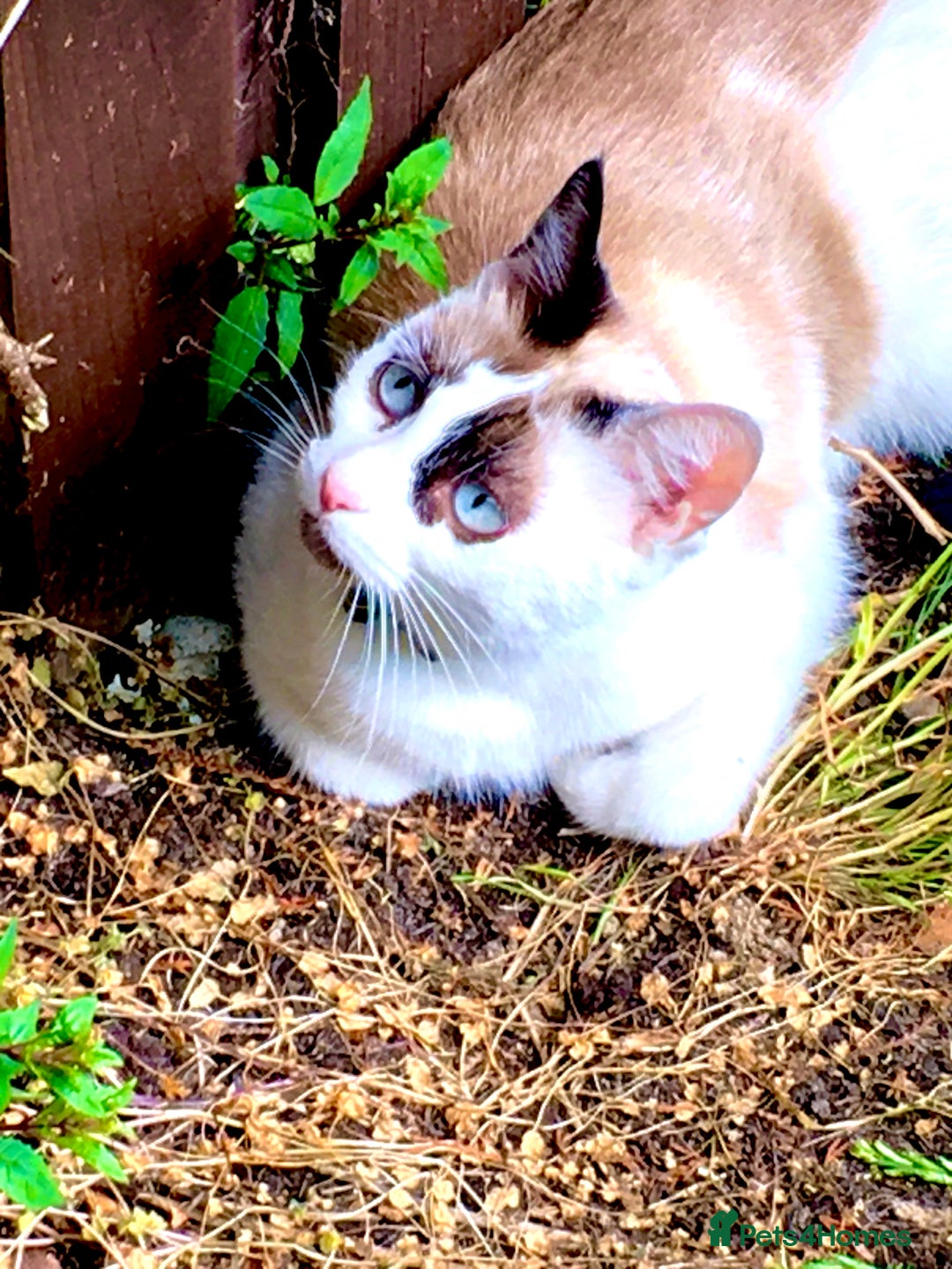 Snowshoe cats for sale: Snowshoe cross kittens for sale - Image 6