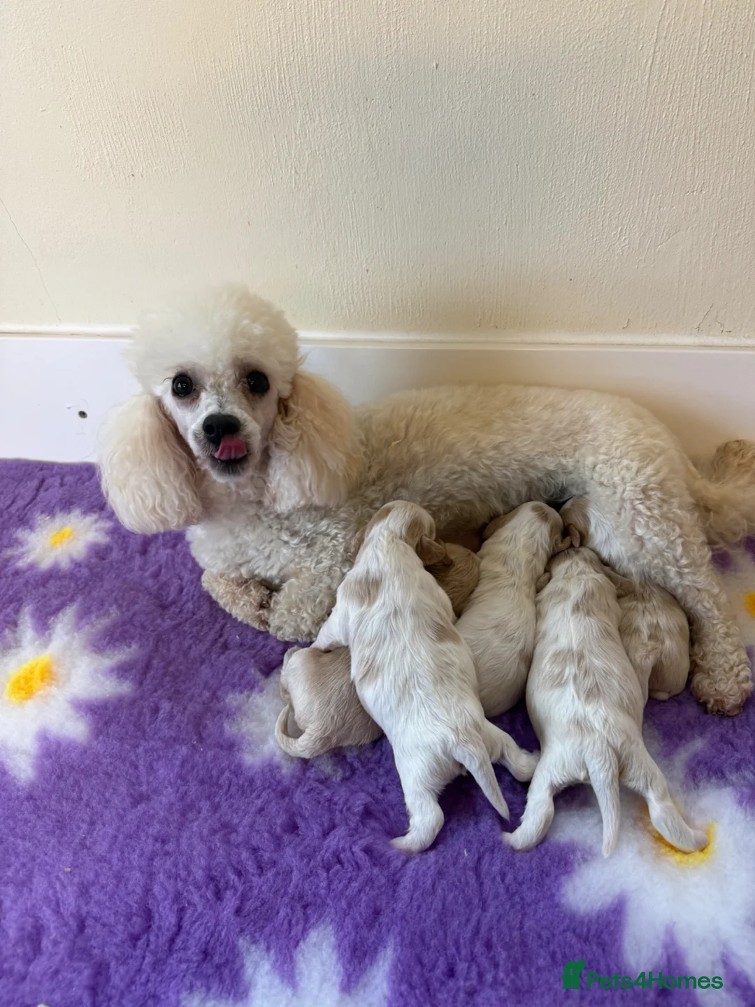 Cavapoo dogs for sale: 5⭐️ F1 miniature Cavapoos  in Pickering - Advert 1