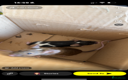 Mouse rodents for sale: Female mice  - Image 2