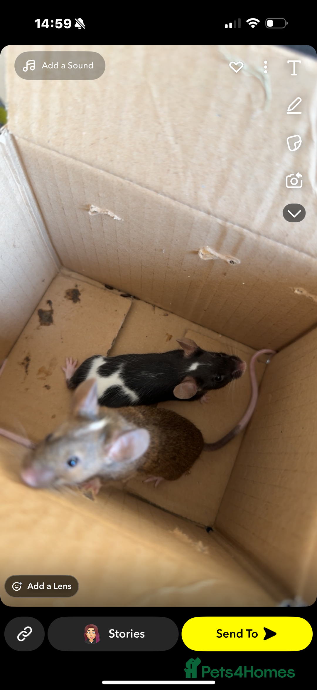 Mouse rodents for sale: Female mice  - Image 2