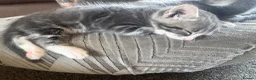 Mixed Breed cats for sale: Gorgeous grey and white fluffy kittens ready now  - Advert 18