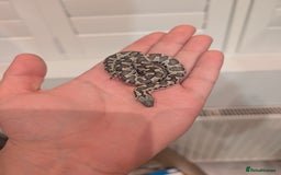 Snake reptiles for sale: Mex Mex kingsnake,  sand boas, rosy boa  - Image 3