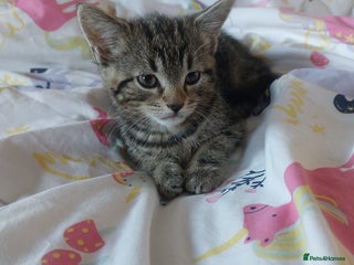 Mixed Breed cats Kittens for sale - Advert 1