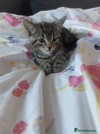 Mixed Breed cats Kittens for sale - Advert 2