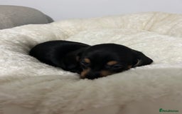 Miniature Dachshund dogs for sale: Multi coloured litter - Image 15